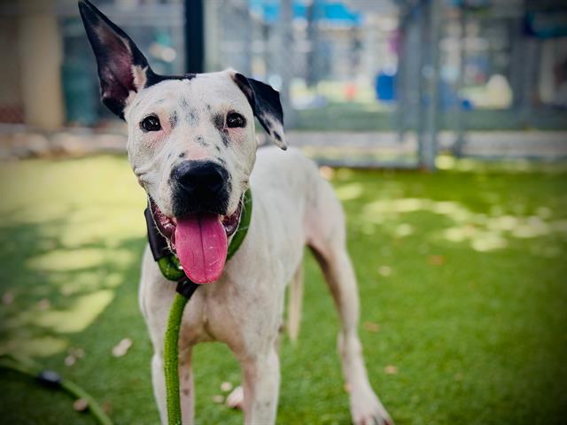 Shelter Stray Male Dog last seen , 2769 Conroy Rd, Orlando, FL 32839, USA