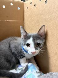 Shelter Stray Male Cat last seen Near BLOCK MAGNOLIA AVE, RIVERSIDE CA 92505, 6851 Van Buren Boulevard, Jurupa Valley, CA 92509, USA