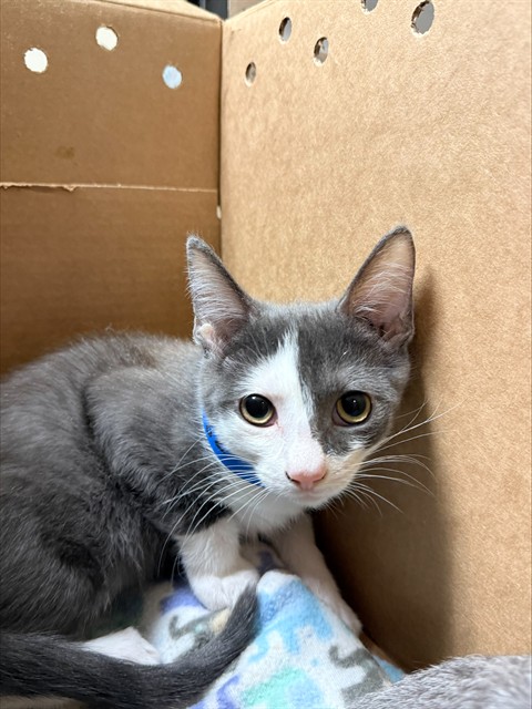 Shelter Stray Male Cat last seen Near BLOCK MAGNOLIA AVE, RIVERSIDE CA 92505, 6851 Van Buren Boulevard, Jurupa Valley, CA 92509, USA