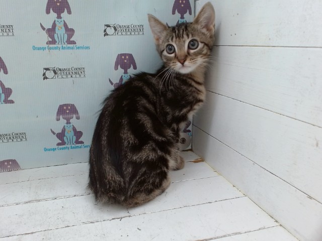 Shelter Stray Female Cat last seen , 2769 Conroy Rd, Orlando, FL 32839, USA
