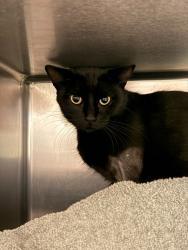 Shelter Stray Male Cat last seen Near BLOCK 12TH ST, RIVERSIDE CA 92507, 6851 Van Buren Boulevard, Jurupa Valley, CA 92509, USA