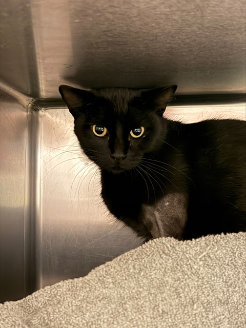 Shelter Stray Male Cat last seen Near BLOCK 12TH ST, RIVERSIDE CA 92507, 6851 Van Buren Boulevard, Jurupa Valley, CA 92509, USA
