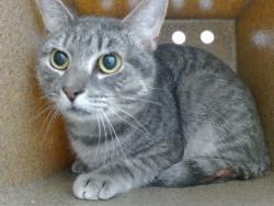 Shelter Stray Male Cat last seen , 2769 Conroy Rd, Orlando, FL 32839, USA