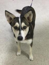 Shelter Stray Female Dog last seen Near BLOCK KELLER AVE, RIVERSIDE CA 92505, 6851 Van Buren Boulevard, Jurupa Valley, CA 92509, USA