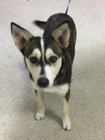 Shelter Stray Female Dog last seen Near BLOCK KELLER AVE, RIVERSIDE CA 92505, 6851 Van Buren Boulevard, Jurupa Valley, CA 92509, USA