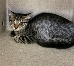 Shelter Stray Female Cat last seen Near BLOCK PHILBIN AVE, RIVERSIDE CA 92503, 6851 Van Buren Boulevard, Jurupa Valley, CA 92509, USA