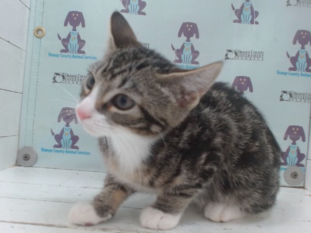 Shelter Stray Female Cat last seen , 2769 Conroy Rd, Orlando, FL 32839, USA