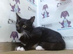 Shelter Stray Male Cat last seen , 2769 Conroy Rd, Orlando, FL 32839, USA