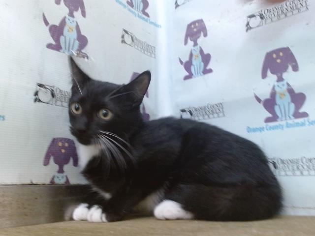 Shelter Stray Male Cat last seen , 2769 Conroy Rd, Orlando, FL 32839, USA