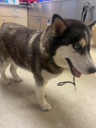 Shelter Stray Female Dog last seen Near BLOCK KINGS RANCH RD, RIVERSIDE CA 92505, 6851 Van Buren Boulevard, Jurupa Valley, CA 92509, USA