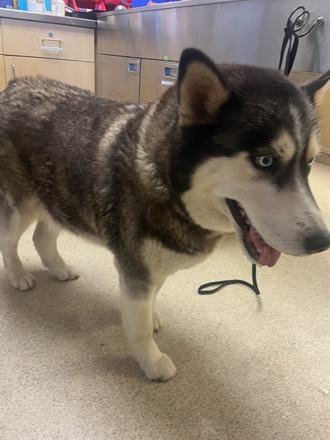 Shelter Stray Female Dog last seen Near BLOCK KINGS RANCH RD, RIVERSIDE CA 92505, 6851 Van Buren Boulevard, Jurupa Valley, CA 92509, USA