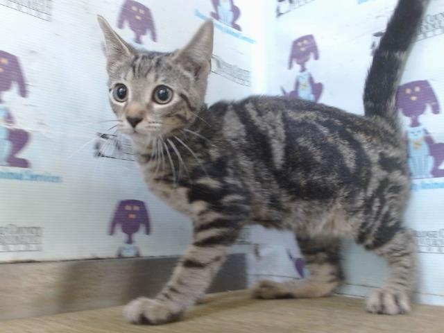 Shelter Stray Female Cat last seen , 2769 Conroy Rd, Orlando, FL 32839, USA