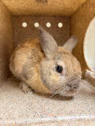 Shelter Stray Male Other last seen Near BLOCK BROTHERTON ST, CORONA CA 92879, 6851 Van Buren Boulevard, Jurupa Valley, CA 92509, USA