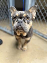 Shelter Stray Male Dog last seen ROOSEVELT ST AND 4TH AVE, 130 Beyer Way, Chula Vista, CA 91911, USA