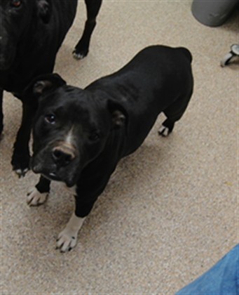 Shelter Stray Female Dog last seen Near BLOCK STAGECOACH RD, 3001 2nd St SW, Albuquerque, NM 87105, USA