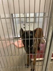 Shelter Stray Male Dog last seen Near BLOCK S 5600 W, WEST VALLEY CITY UT 84120, 4522 W 3500 S, West Valley City, UT 84120, USA