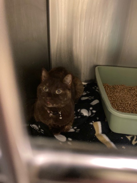 Shelter Stray Female Cat last seen Near BLOCK W PEPPER POND LN, 4522 W 3500 S, West Valley City, UT 84120, USA