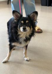 Shelter Stray Female Dog last seen Near BLK N BELLFLOWER BLVD, LONG BEACH, CA 90815, 7700 E Spring St, Long Beach, CA 90815, USA