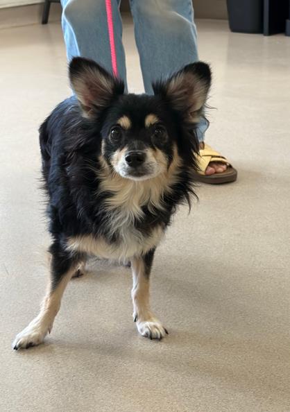 Shelter Stray Female Dog last seen Near BLK N BELLFLOWER BLVD, LONG BEACH, CA 90815, 7700 E Spring St, Long Beach, CA 90815, USA