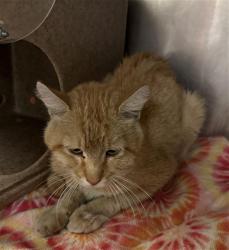 Shelter Stray Unknown Cat last seen Near BLOCK W 5245 S, TAYLORSVILLE UT 84129, 4522 W 3500 S, West Valley City, UT 84120, USA