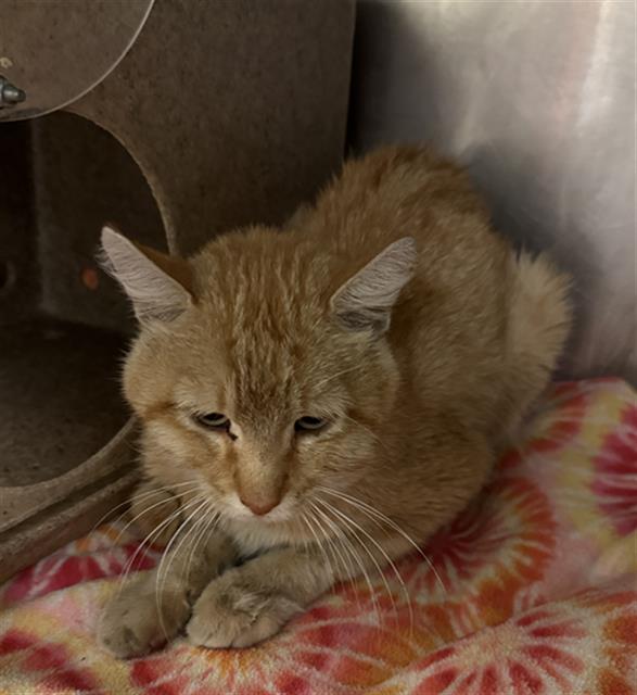 Shelter Stray Unknown Cat last seen Near BLOCK W 5245 S, TAYLORSVILLE UT 84129, 4522 W 3500 S, West Valley City, UT 84120, USA