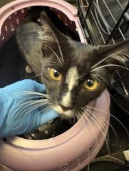 Shelter Stray Unknown Cat last seen Near BLOCK S DARTMOUTH DR, 4522 W 3500 S, West Valley City, UT 84120, USA