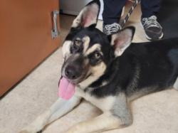 Shelter Stray Female Dog last seen , 957 N Gaffey St, San Pedro, CA 90731, USA