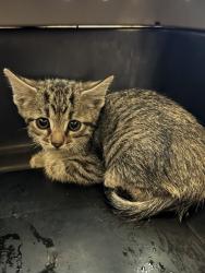Shelter Stray Male Cat last seen Near BLOCK W 3450, 4522 W 3500 S, West Valley City, UT 84120, USA