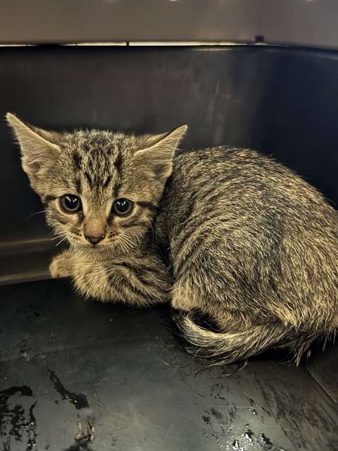 Shelter Stray Male Cat last seen Near BLOCK W 3450, 4522 W 3500 S, West Valley City, UT 84120, USA