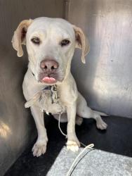 Shelter Stray Female Dog last seen Near BLOCK W APPLESEED RD, WEST VALLEY CITY UT 84119, 4522 W 3500 S, West Valley City, UT 84120, USA