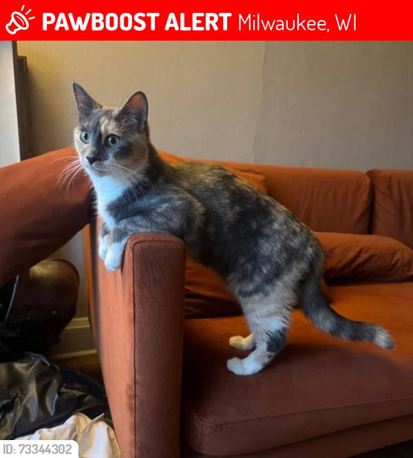 Lost Female Cat last seen At The Atrium and across from City Market Cafe, Milwaukee, WI 53211