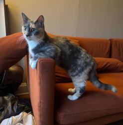 Lost Female Cat last seen At The Atrium and across from City Market Cafe, Milwaukee, WI 53211
