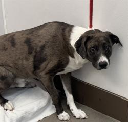 Shelter Stray Male Dog last seen , 4000 N Silverbell Rd, Tucson, AZ 85745, USA