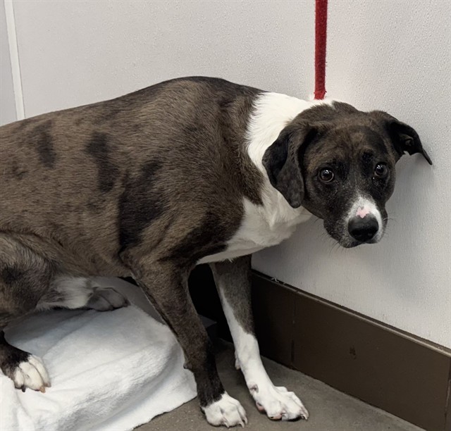 Shelter Stray Male Dog last seen , 4000 N Silverbell Rd, Tucson, AZ 85745, USA