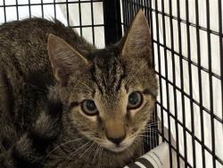 Shelter Stray Unknown Cat last seen Near BLOCK NW 17 ST, MARGATE FL 33063, 2400 SW 42nd St, Fort Lauderdale, FL 33312, USA