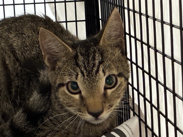 Shelter Stray Unknown Cat last seen Near BLOCK NW 17 ST, MARGATE FL 33063, 2400 SW 42nd St, Fort Lauderdale, FL 33312, USA