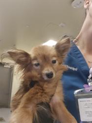 Shelter Stray Female Dog last seen DEVONSHIRE AND HAMILTON, HEMET CITY, 581 S Grand Ave, San Jacinto, CA 92582, USA