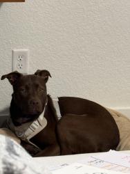 Lost Female Dog last seen Running on highway 12 newd Schouweiler tract, Elma, WA 98541