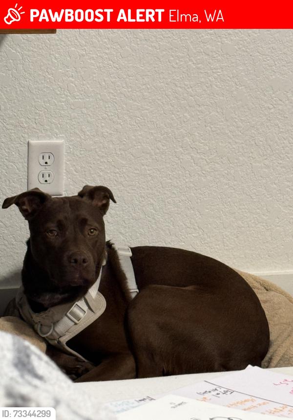 Lost Female Dog last seen Running on highway 12 newd Schouweiler tract, Elma, WA 98541