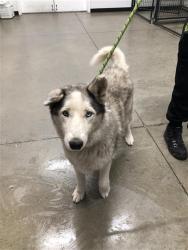 Shelter Stray Female Dog last seen Near BLOCK E BELMONT AVE, FRESNO CA 93702 2306, 5277 E Airways Blvd, Fresno, CA 93727, USA