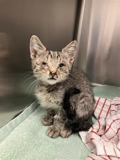 Shelter Stray Male Cat last seen Near BLOCK N DUKE AVE, FRESNO CA 93727 7831, 5277 E Airways Blvd, Fresno, CA 93727, USA