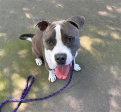 Shelter Stray Male Dog last seen CHARLOTTE, 8315 Byrum Dr, Charlotte, NC 28217, USA