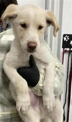 Shelter Stray Male Dog last seen Near BLOCK N COLLEGE AVE, FRESNO CA 93728 1910, 5277 E Airways Blvd, Fresno, CA 93727, USA