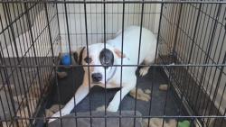 Shelter Stray Female Dog last seen CHARLOTTE, 8315 Byrum Dr, Charlotte, NC 28217, USA
