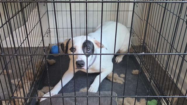 Shelter Stray Female Dog last seen CHARLOTTE, 8315 Byrum Dr, Charlotte, NC 28217, USA