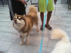 Shelter Stray Male Dog last seen CHARLOTTE, 8315 Byrum Dr, Charlotte, NC 28217, USA