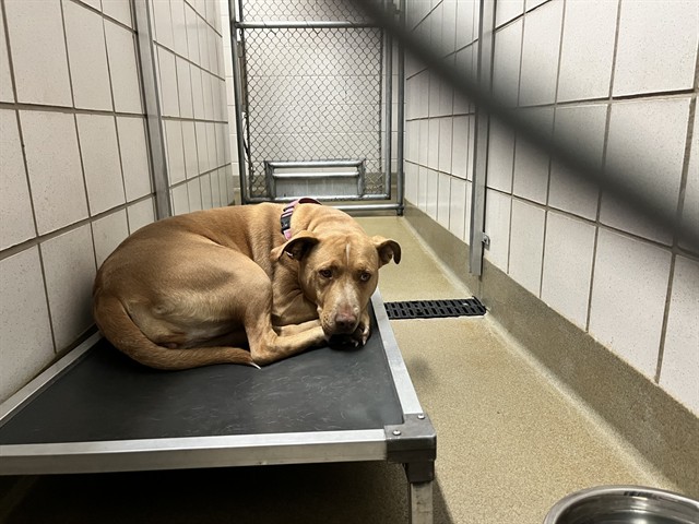 Shelter Stray Female Dog last seen Near BLOCK N UNION BLVD, COLORADO SPRINGS CO 80909, 610 Abbot Ln, Colorado Springs, CO 80905, USA