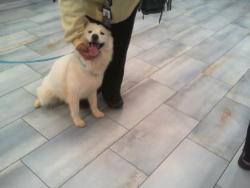 Shelter Stray Female Dog last seen CHARLOTTE, 8315 Byrum Dr, Charlotte, NC 28217, USA