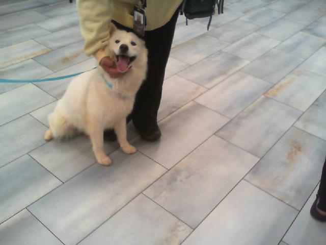Shelter Stray Female Dog last seen CHARLOTTE, 8315 Byrum Dr, Charlotte, NC 28217, USA