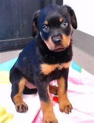 Shelter Stray Female Dog last seen 3RD AND PALOU, 1419 Bryant St, San Francisco, CA 94103, USA